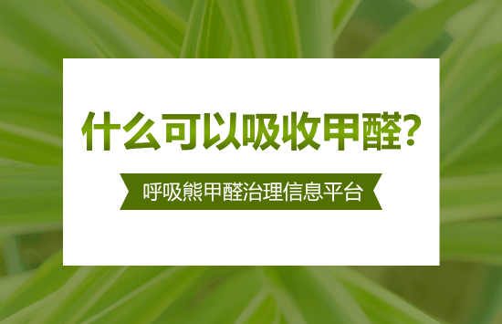 什么可以吸收甲醛？