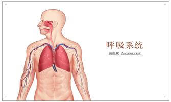 呼吸系统-20230202