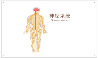 神经系统-20230202