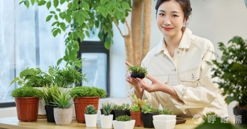 水能除甲醛吗？除甲醛最有效方法是什么？-20230310-植物