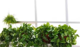 家里除甲醛放什么植物？