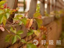 什么植物能除甲醛-20230922-04_看图王