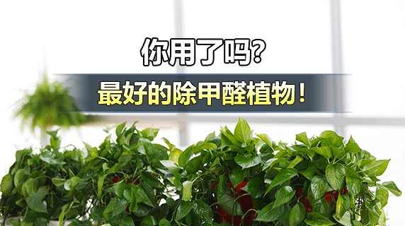 家里除甲醛最好的植物有哪些?