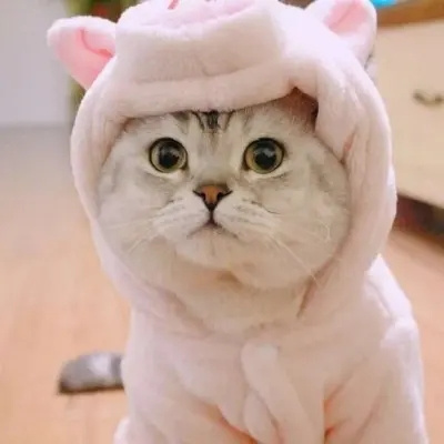 不可食用小猫
