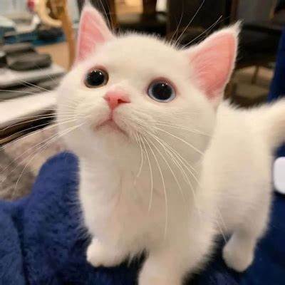 小面包