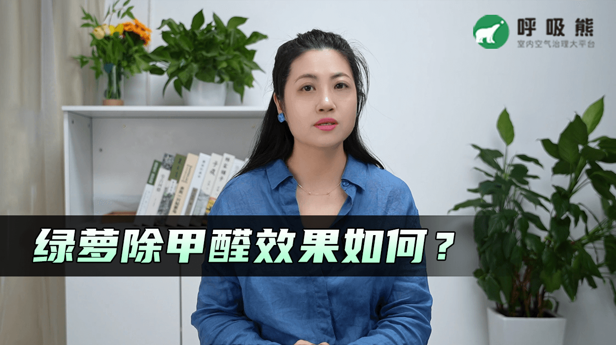 绿萝除甲醛效果怎么样？