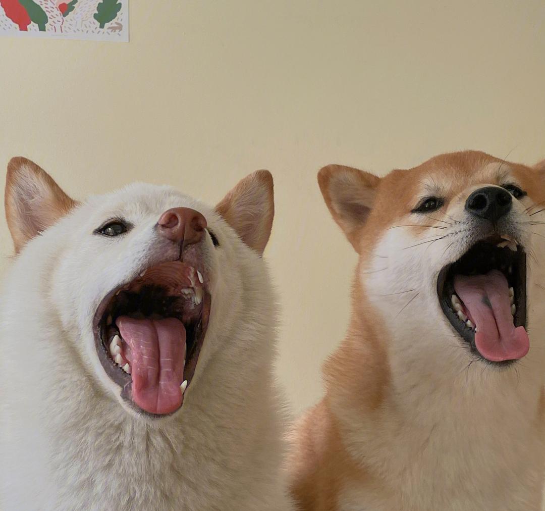 哈哈哈哈哈