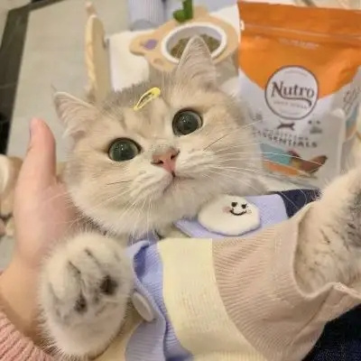 特猫头