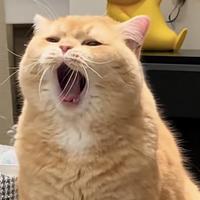 镜中花