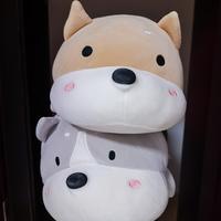 大灰爱大橙