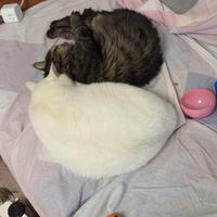 魔力三世