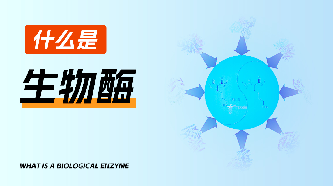 什么是生物酶