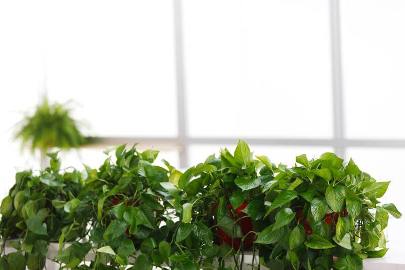 适合在家养的除甲醛绿植有哪些?-图3