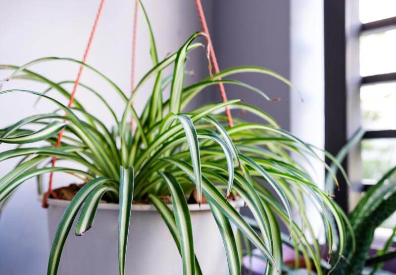  适合在家养的除甲醛绿植有哪些?-图4