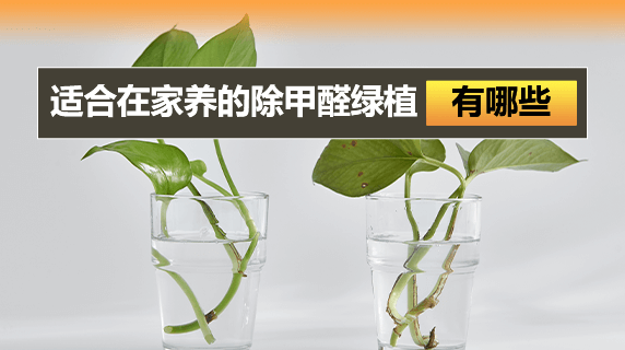 适合在家养的除甲醛绿植有哪些？