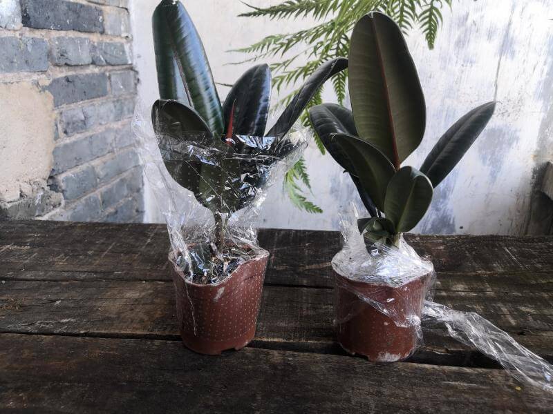 担心新房甲醛？试试这几种“吸醛”植物-图5