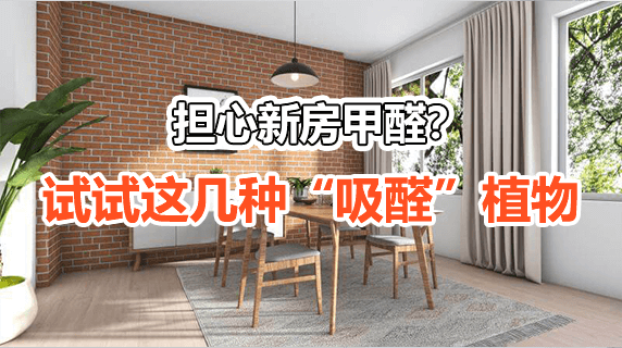 担心新房甲醛？试试这几种“吸醛”植物