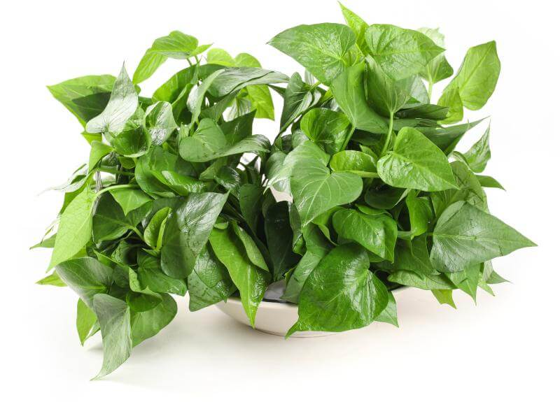 担心新房甲醛？试试这几种“吸醛”植物-图2