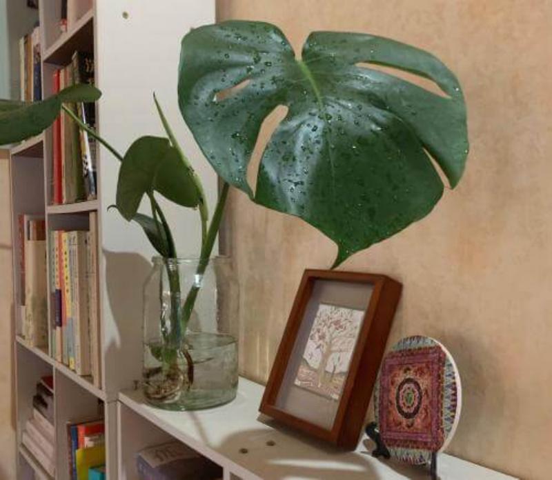 担心新房甲醛？试试这几种“吸醛”植物-图6