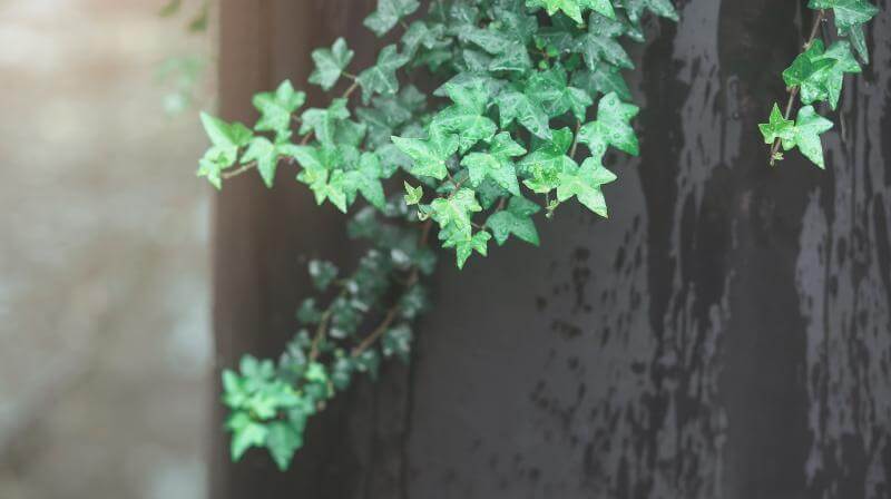 卧室放这5种植物，甲醛悄悄消失！-图3