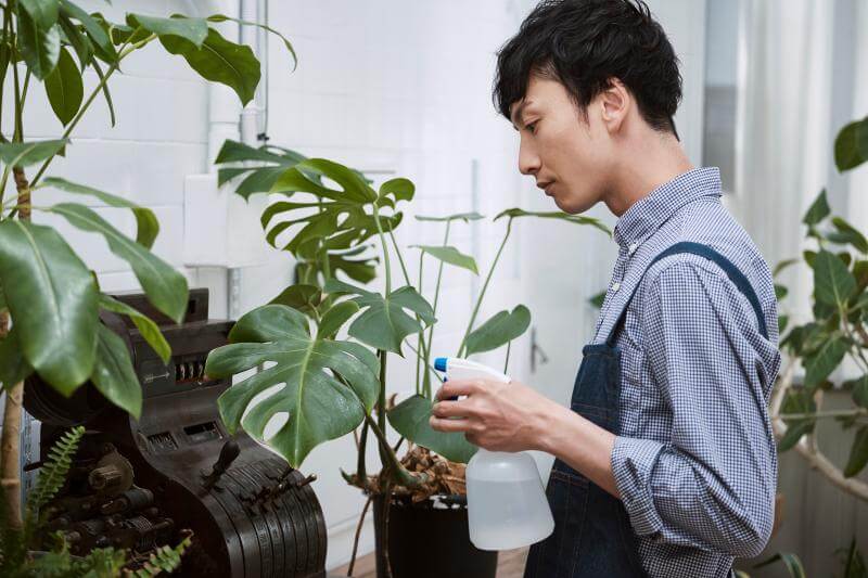 卧室放这5种植物，甲醛悄悄消失！-图5