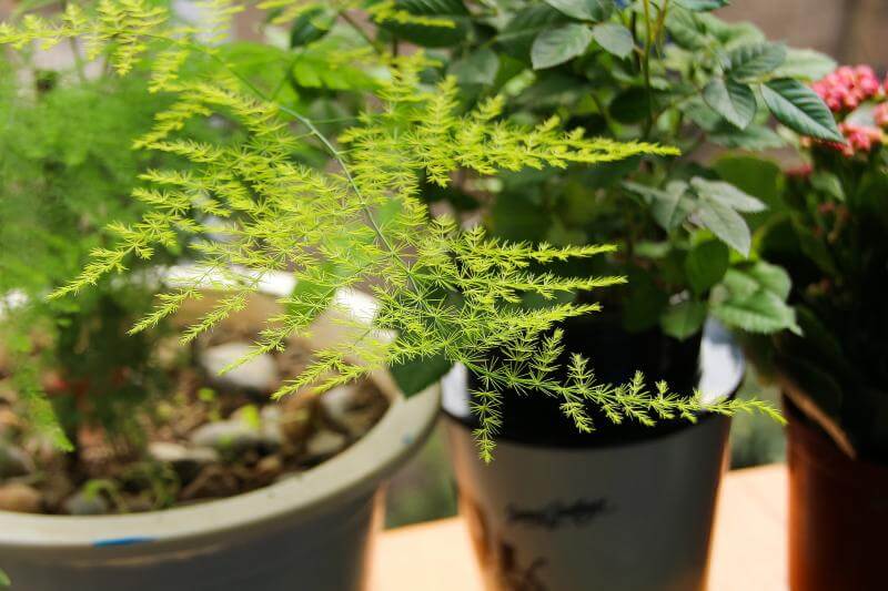 新房入住前,如何科学快速地除甲醛?-图5